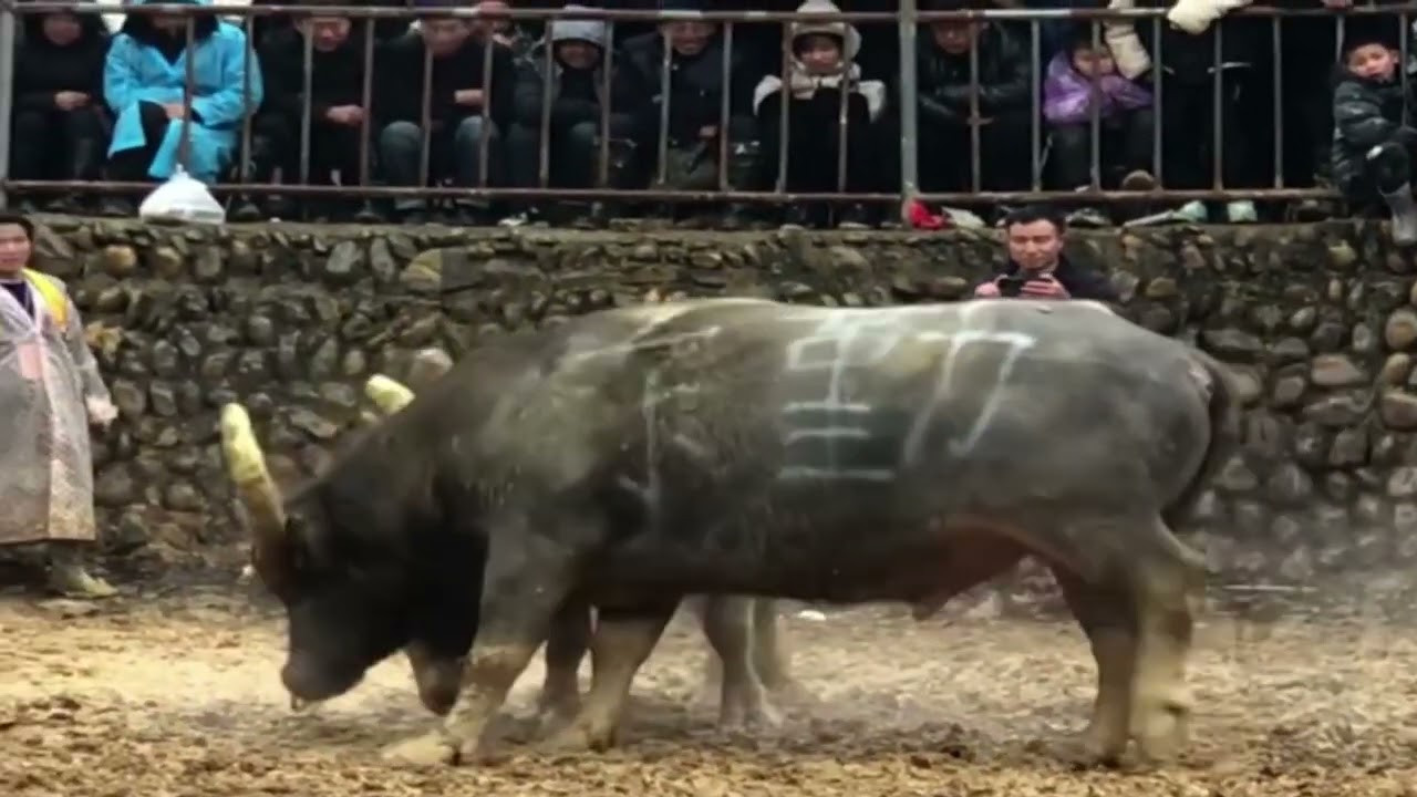 Intense Bullfighting Scene EP07 Intense Asian Raw Bullfighting Scene