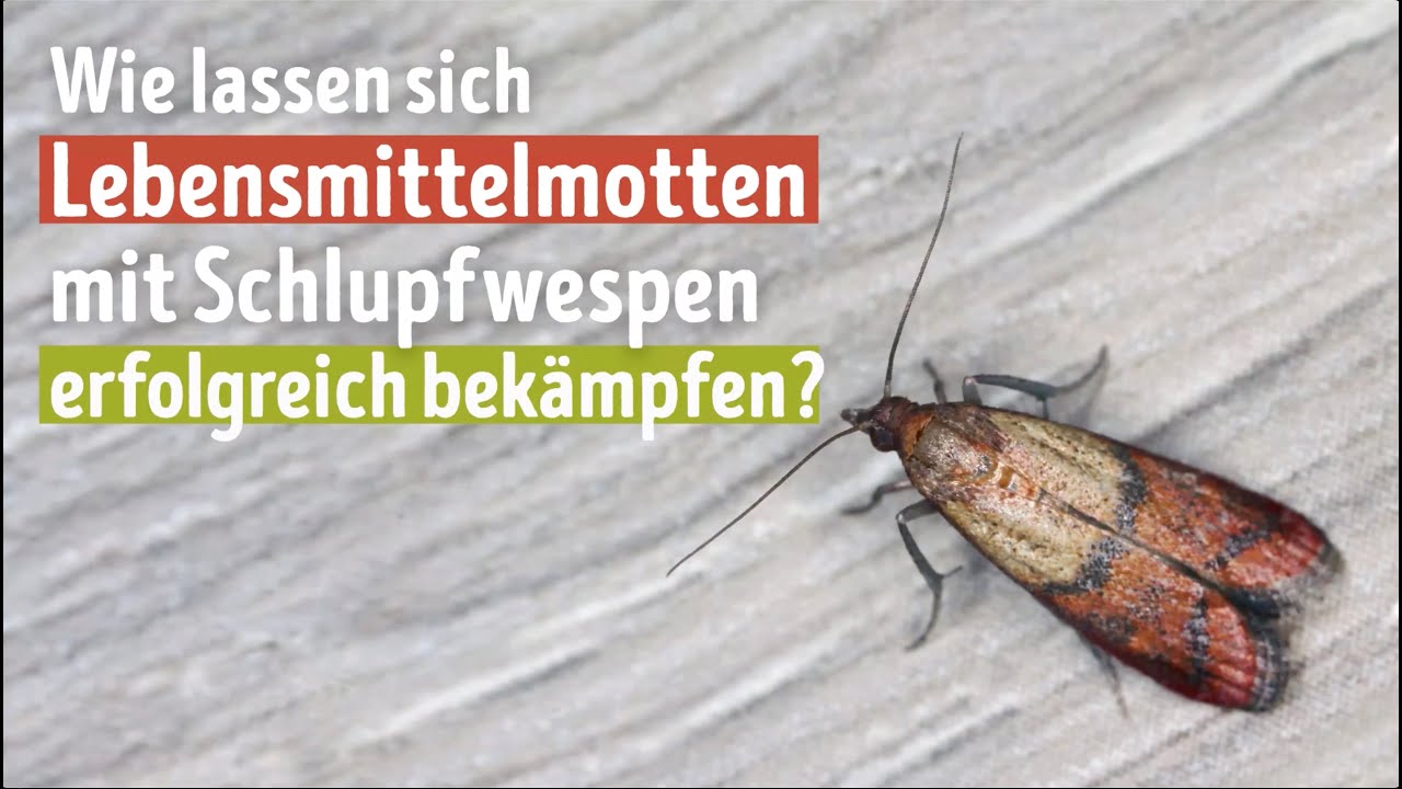 Lebensmittelmotten effektiv bekämpfen – mit Trichogramma Schlupfwespen