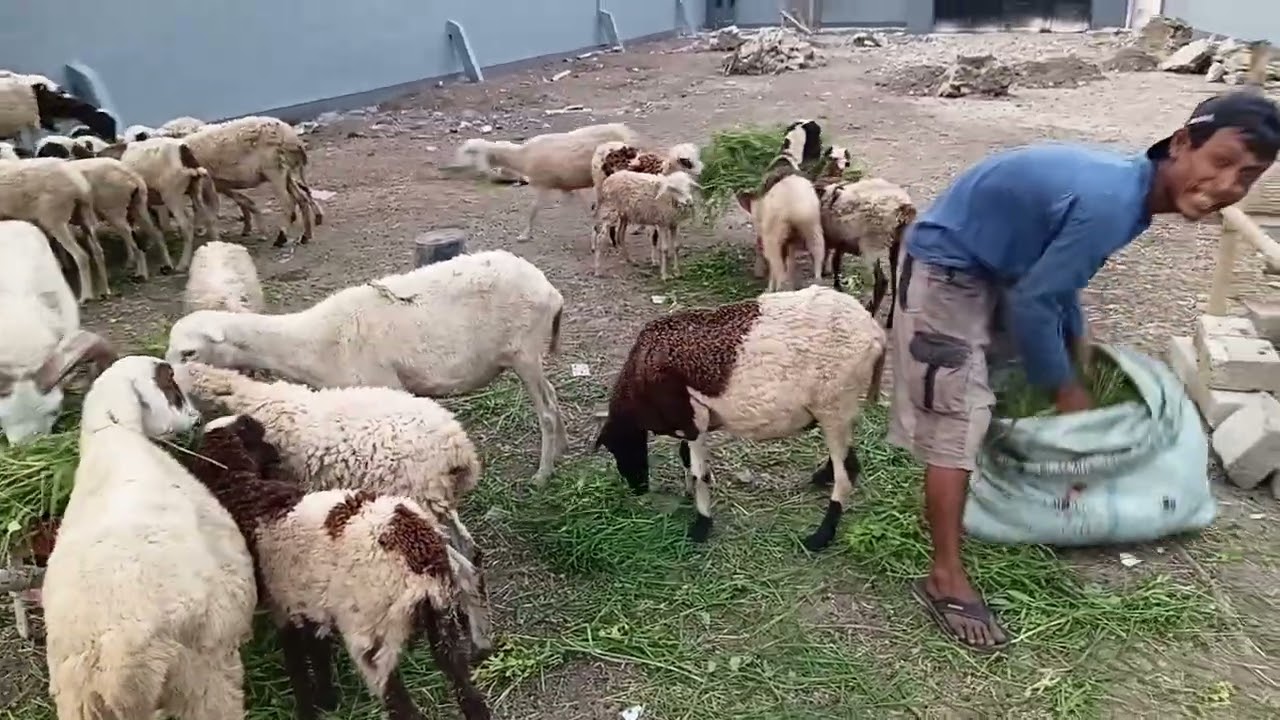 Awal ternak 4 ekor domba sekarang jadi banyak/Initially I raised 4 sheep, now I have a lot 
