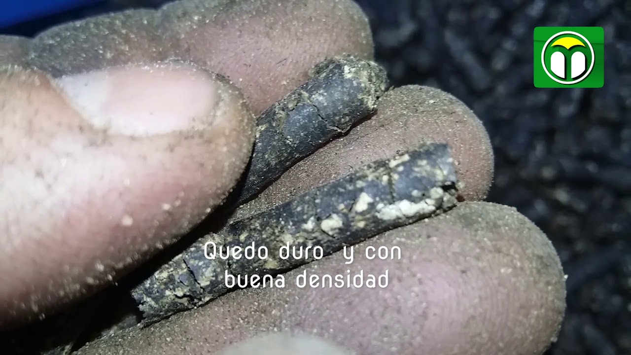 Ensayo de peletizadora con carozos de aceituna y bagazo de aceitruna prensada