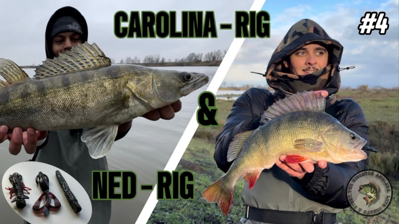 #4 Dikke Baarzen & SnoekBaarzen vangen op de ned-rig & carolina-rig