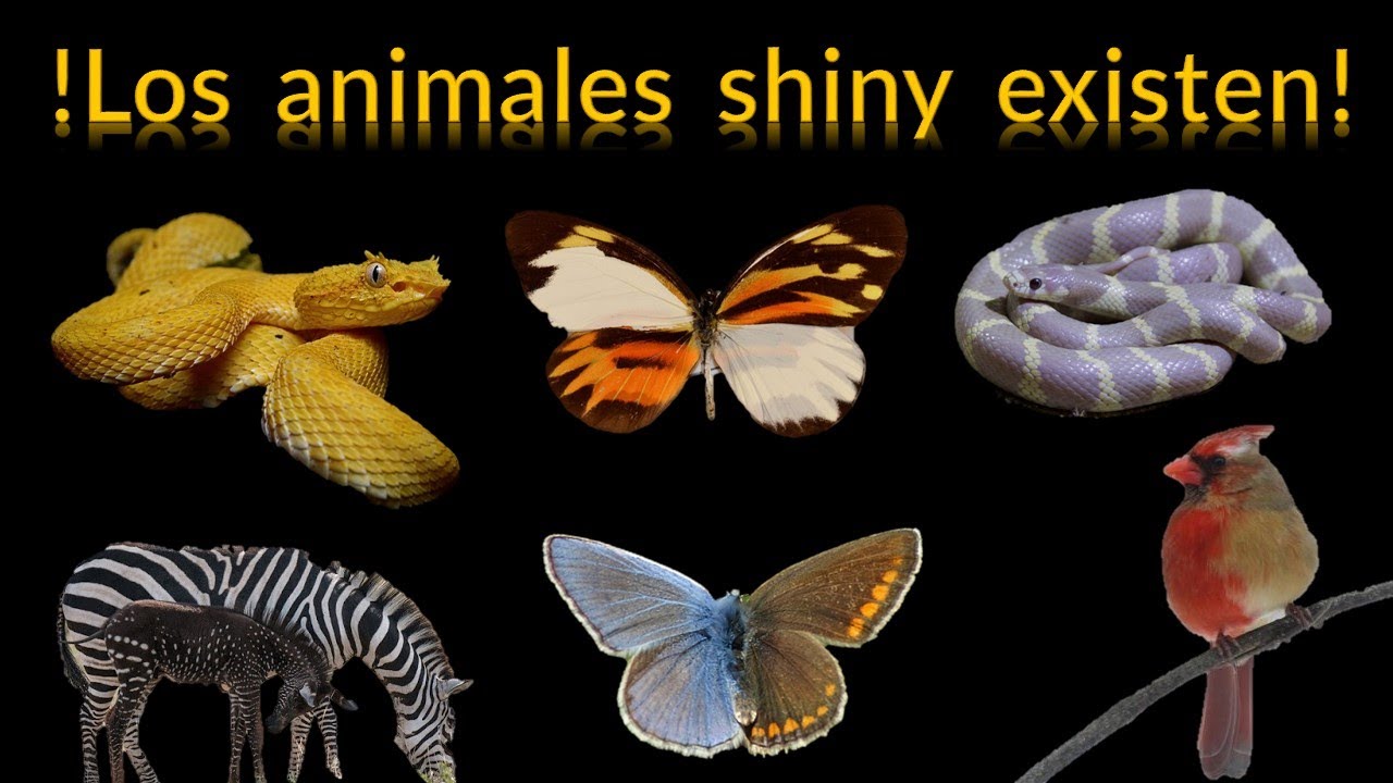 Animales shiny con coloraciones extrañas: Albinismo, leucismo, ginandromorfismo y otros morfos.