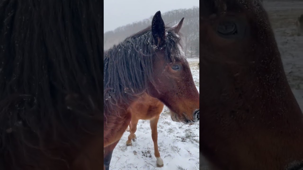 BEAUTIFUL Horse In FREEZING TEMPERATURES🥶 #horses #horse #horselover #shorts