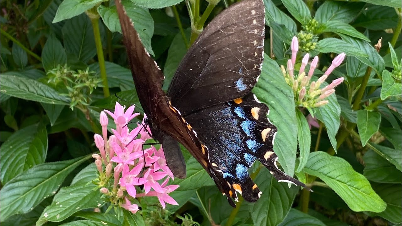 Five Essential Nectar Plants for Butterfly Gardens