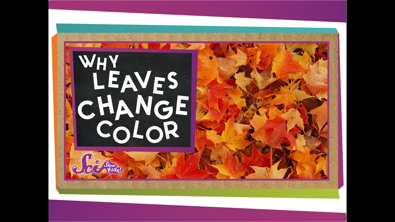 Why Do Leaves Change Colors in the Fall? | Biology for Kids | SciShow Kids