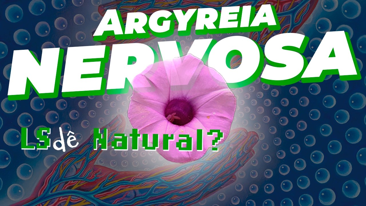 LS% Natural? Argyreia nervosa - Guia da Floresta