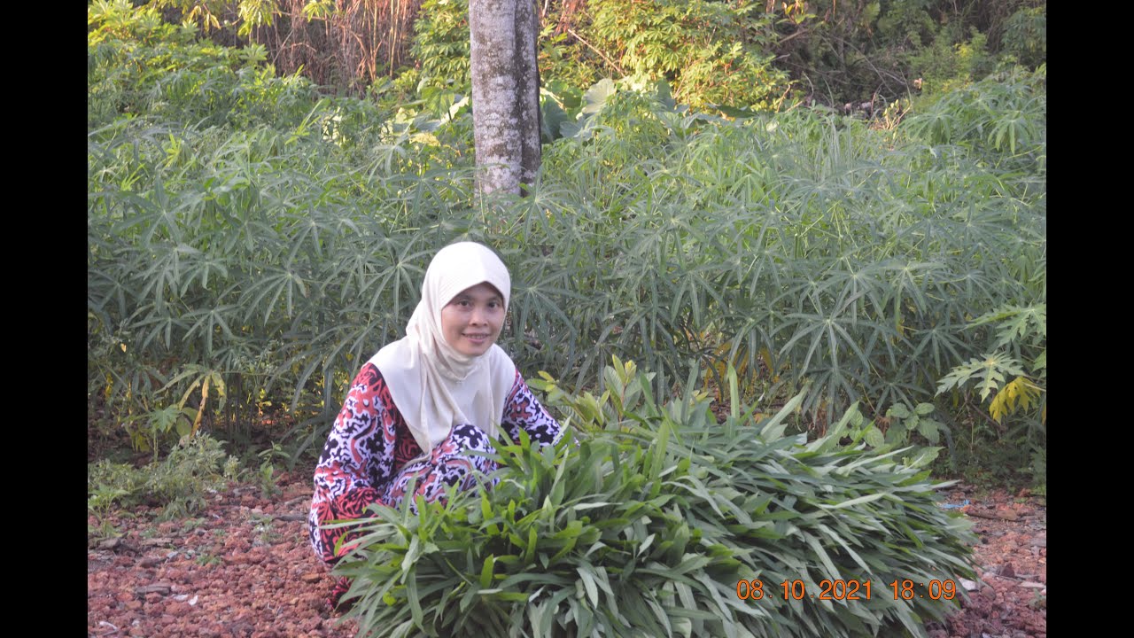 kegiatan ibu 2 orang anak (siram cabe + petik daun ubi)