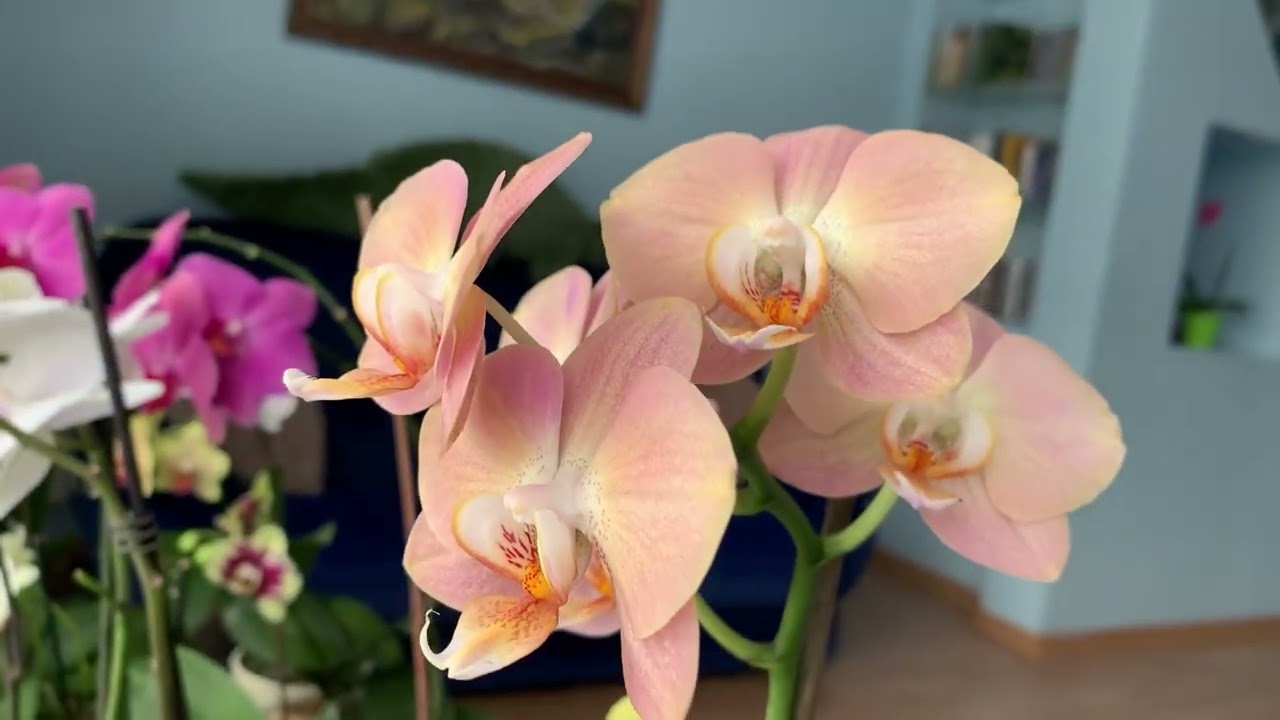 Райские изумительные орхидеи !🌺🌿🌸🌿🌺