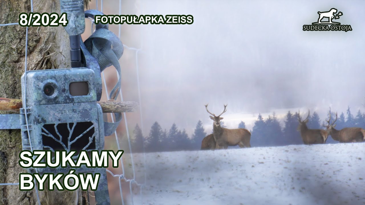 Byki jelenia, poszukiwania - SUDECKA OSTOJA 8/2024  Deer Hunting. Hunt in Poland. Jagd Chasse