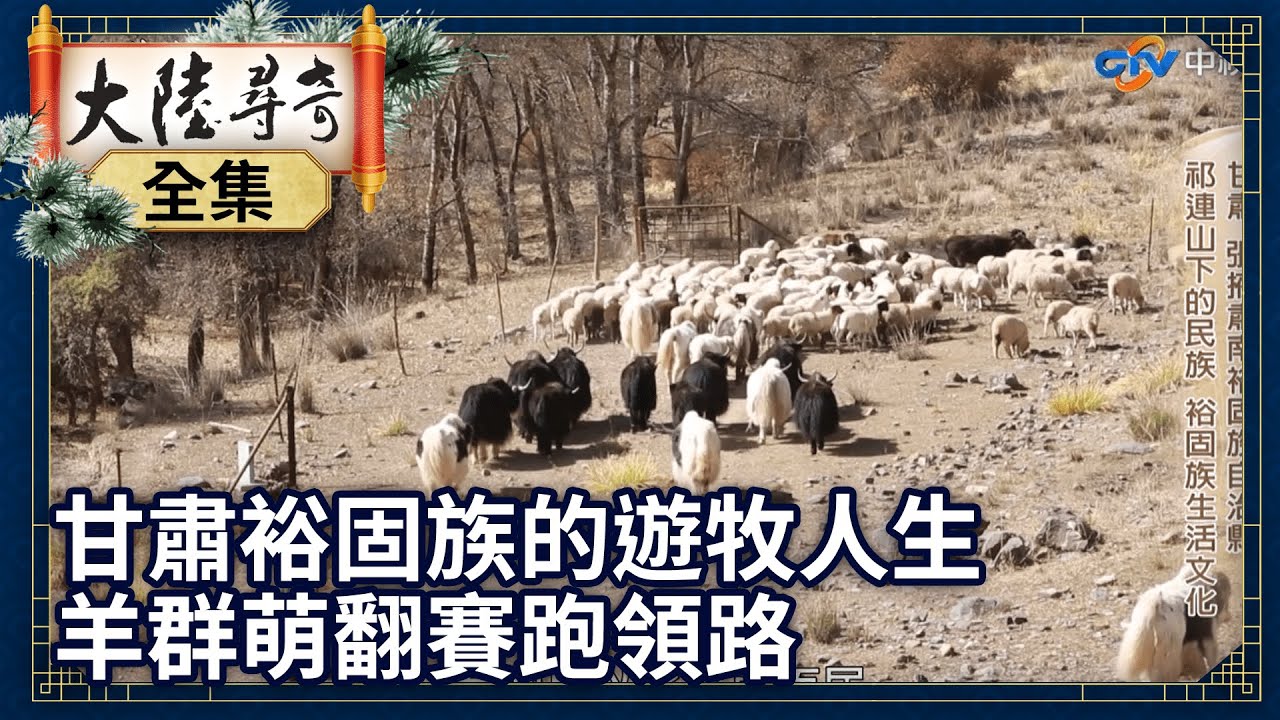 《完整版》揭甘肅裕固族的漂泊遊牧人生 羊群萌翻賽跑領路【@ctvchinatv  EP1945】