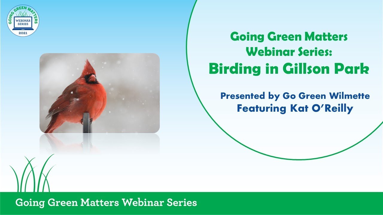 Birding in Gillson Park