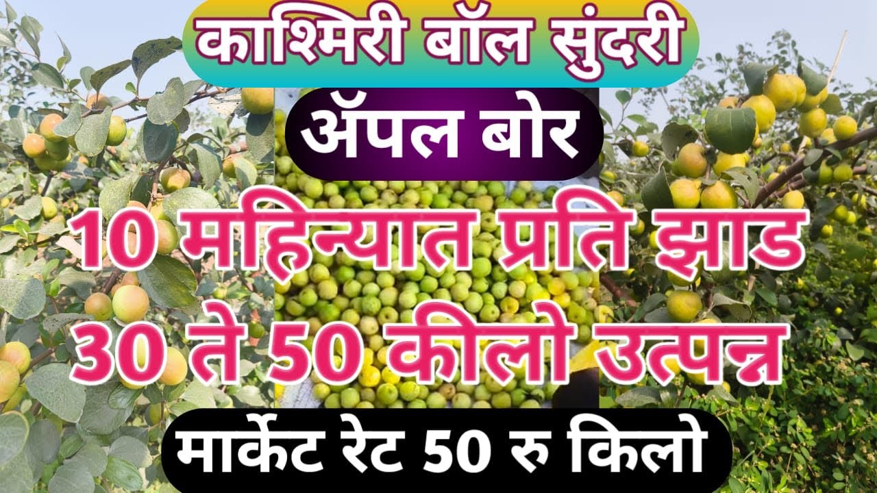 काश्मिरी बॉल सुंदरी एप्पल बोर दहा महिन्यात प्रती झाड 30 ते 50 किलो उत्पादन मार्केट रेट 50 रुपये किलो