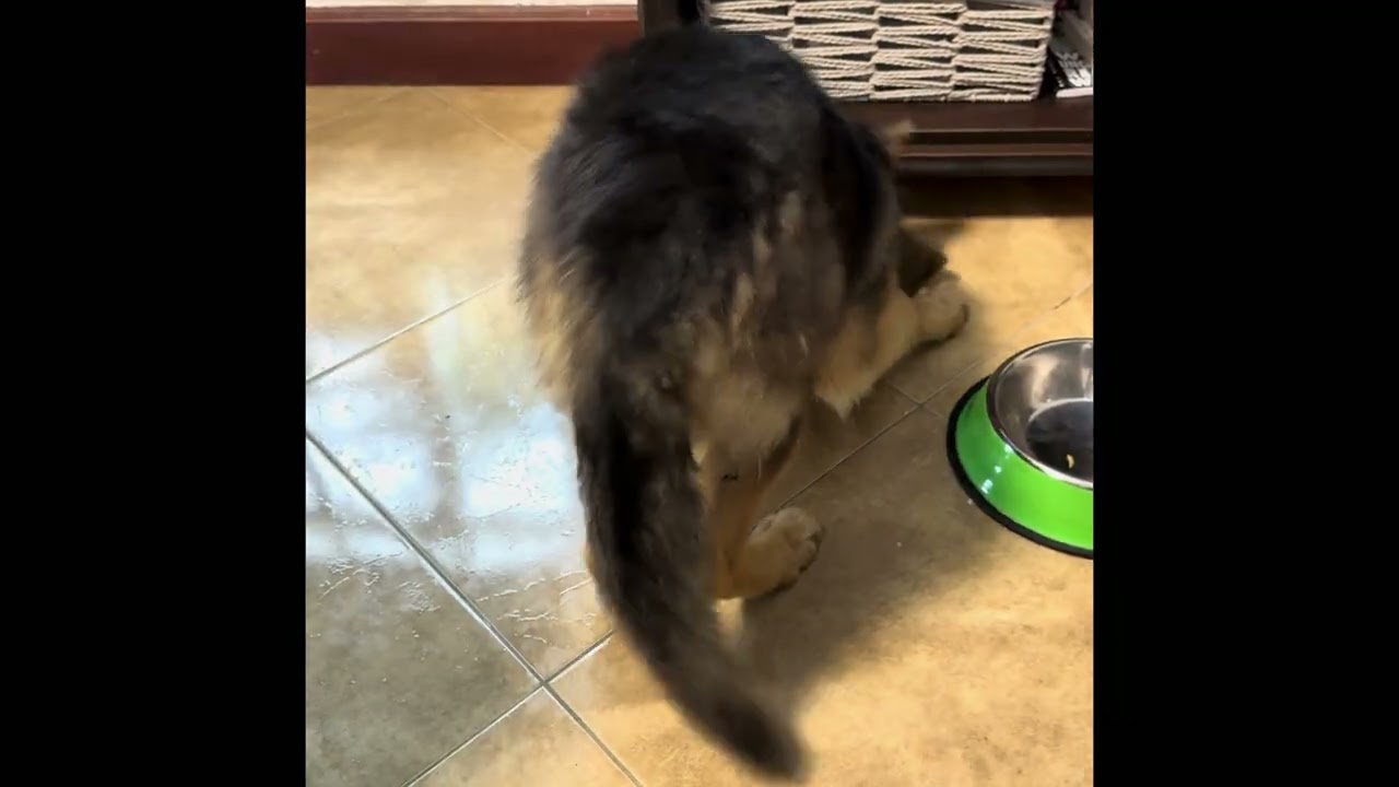 A 4 month old very determined German Shepherd. 