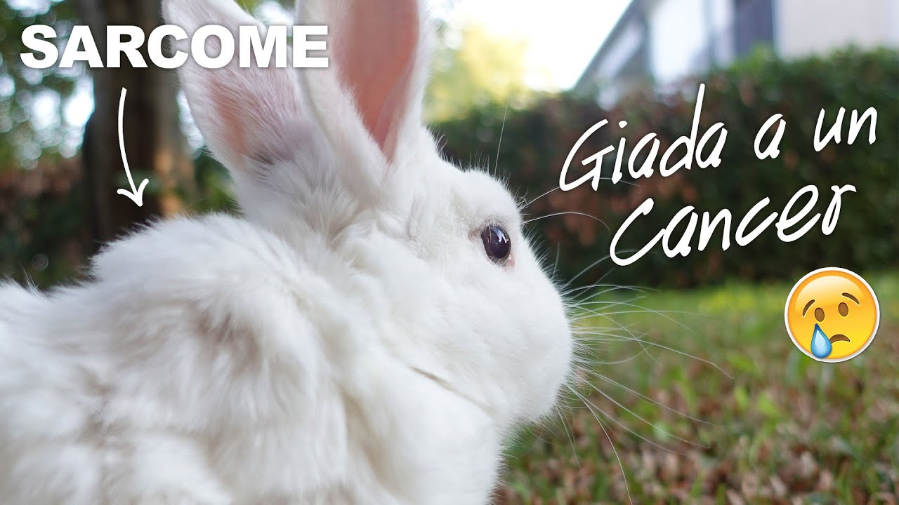 Mon lapin Giada a un cancer 😢 - Sarcome