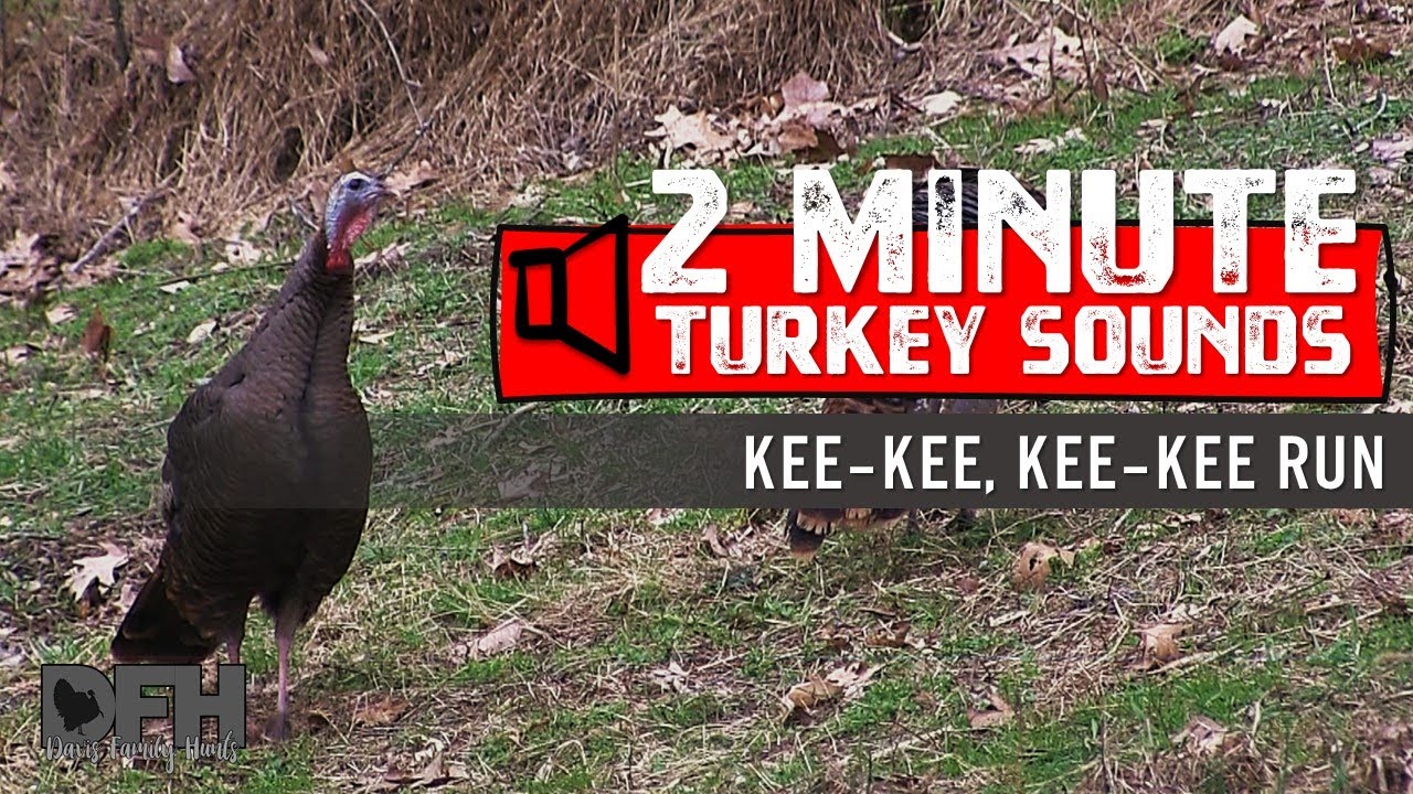 Wild Turkey Sounds:  Kee-Kee, Kee-Kee Runs - How To Call Turkeys Using Lost Calls