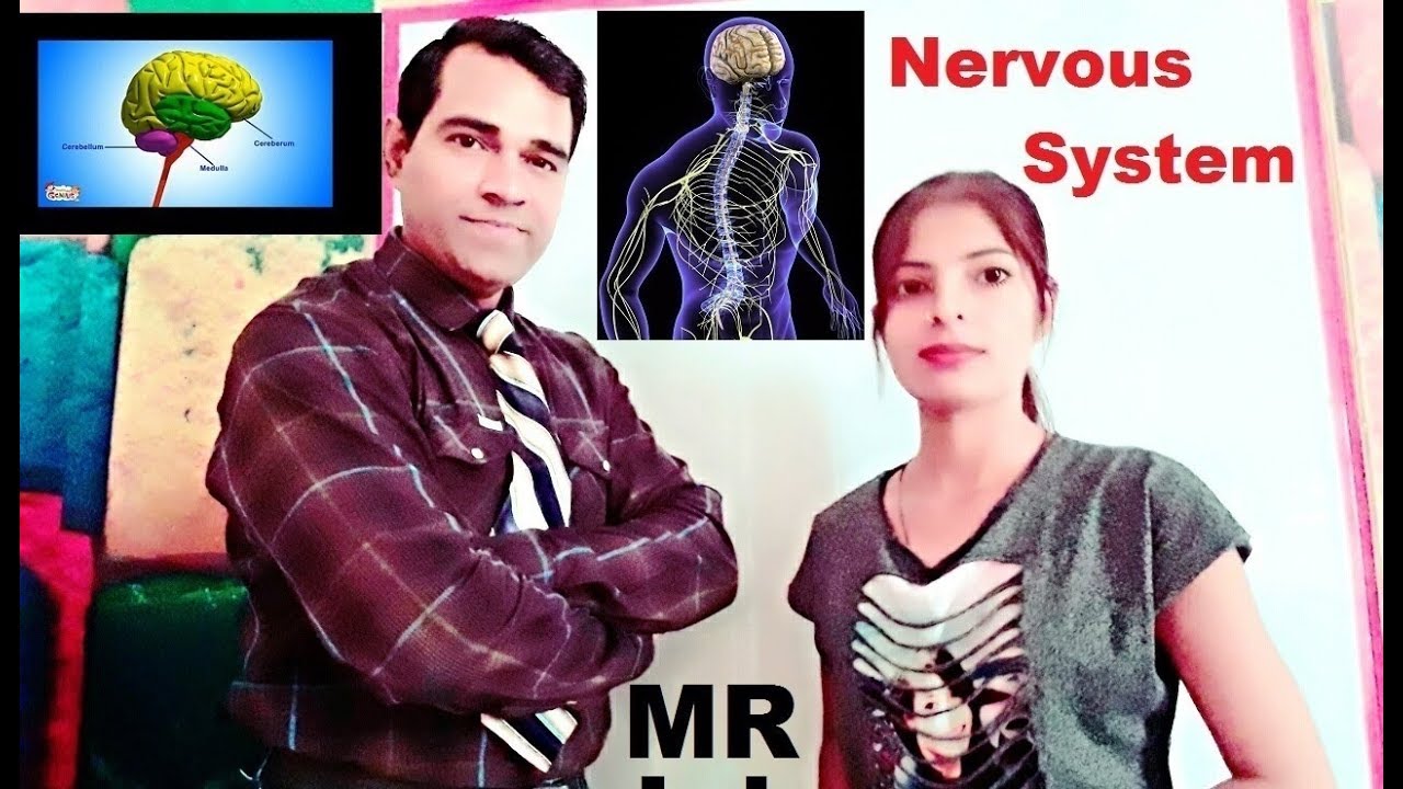 Nervous System | MR Interview question | CNS & PNS | Central Nervous system | PD Classes