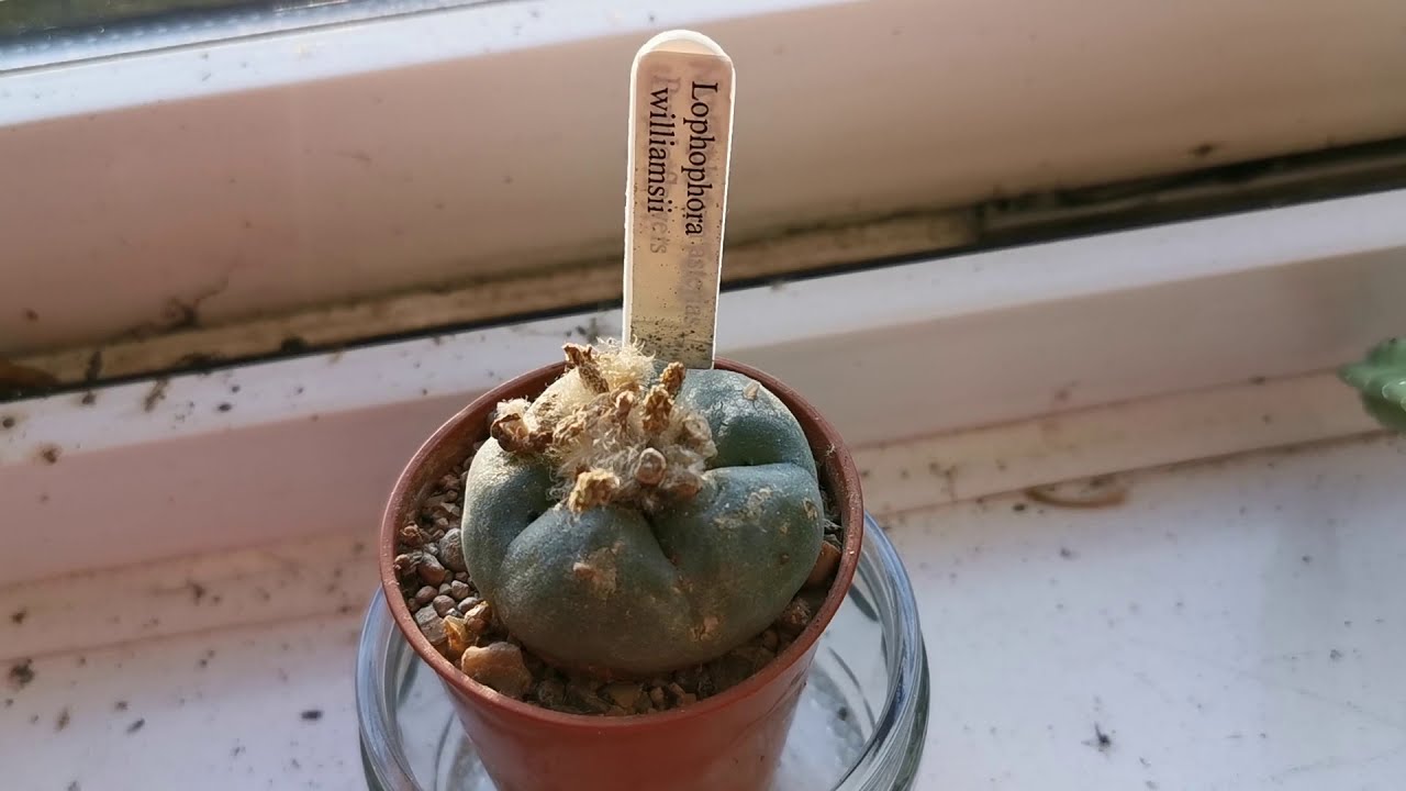 Come coltivare e crescere il famoso Peyote, Lophophora williamsii, un cactus molto particolare