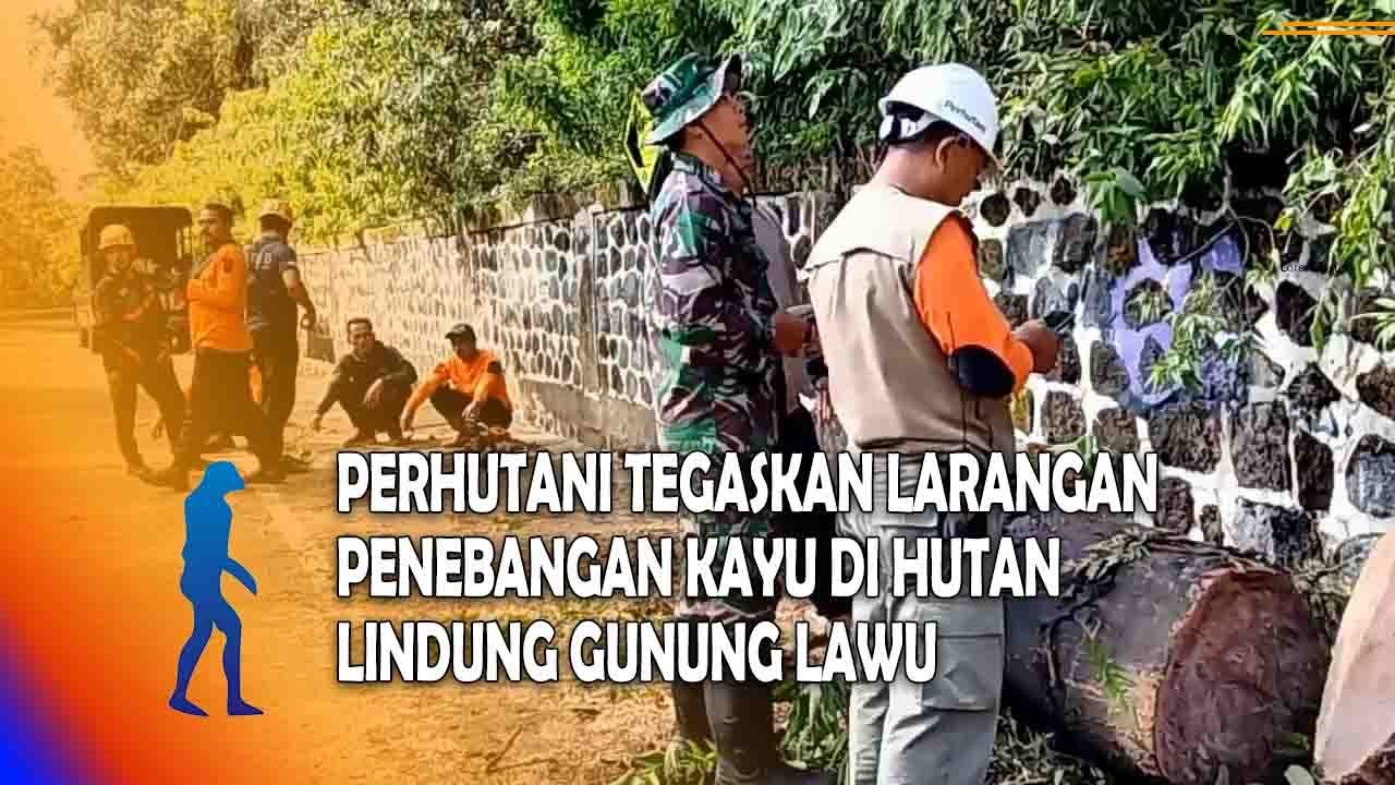 MAGETAN Perhutani Tegaskan Larangan Penebangan Kayu Di Hutan Lindung Gunung Lawu