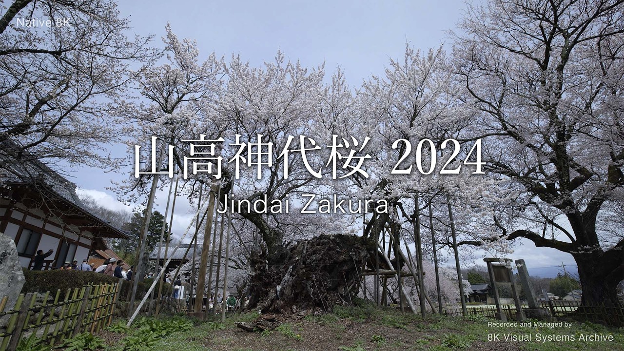 山高神代桜 2024｜Yamataka Jindai Zakura