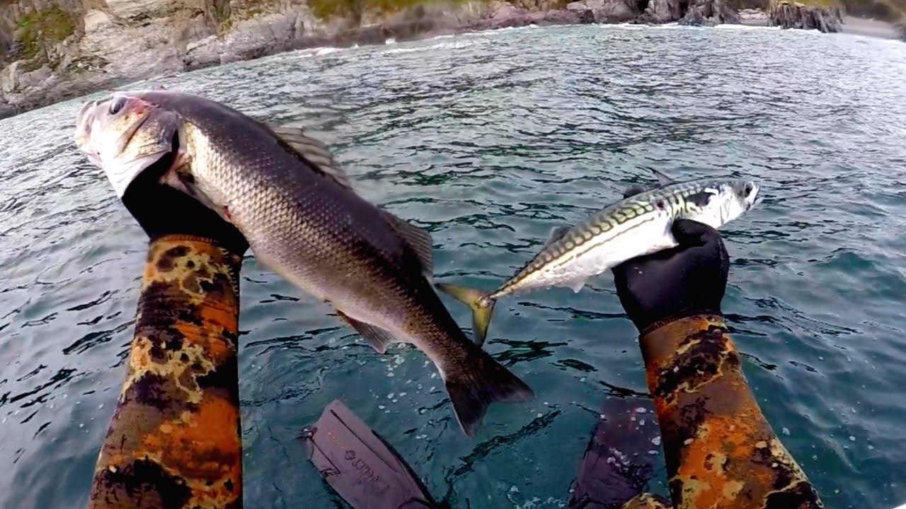FIRST BASS OF THE SEASON (Spearfishing UK 2020)