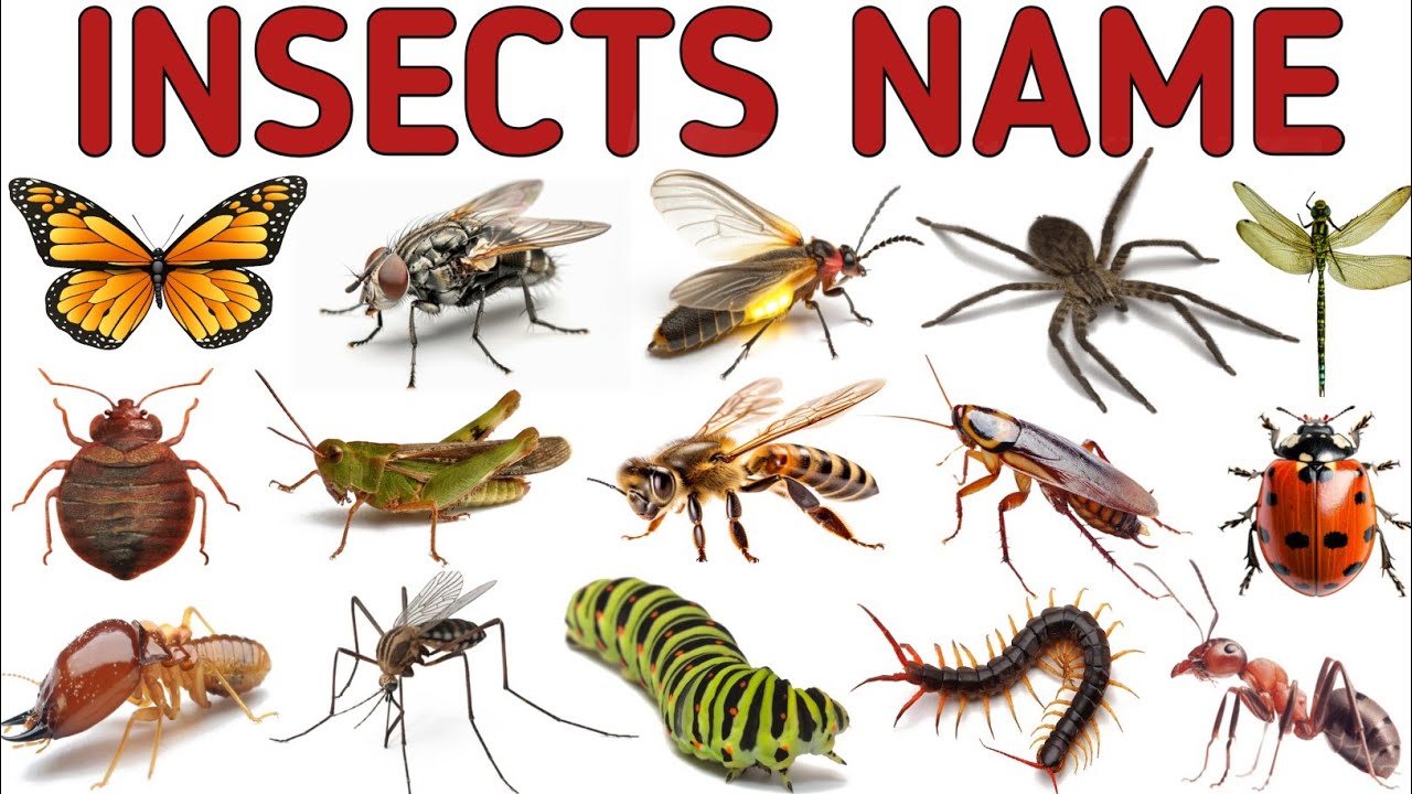 Insect Name in Hindi and English with Pictures | कीड़े मकोड़ों के नाम हिन्दी और अंग्रेजी में #insect