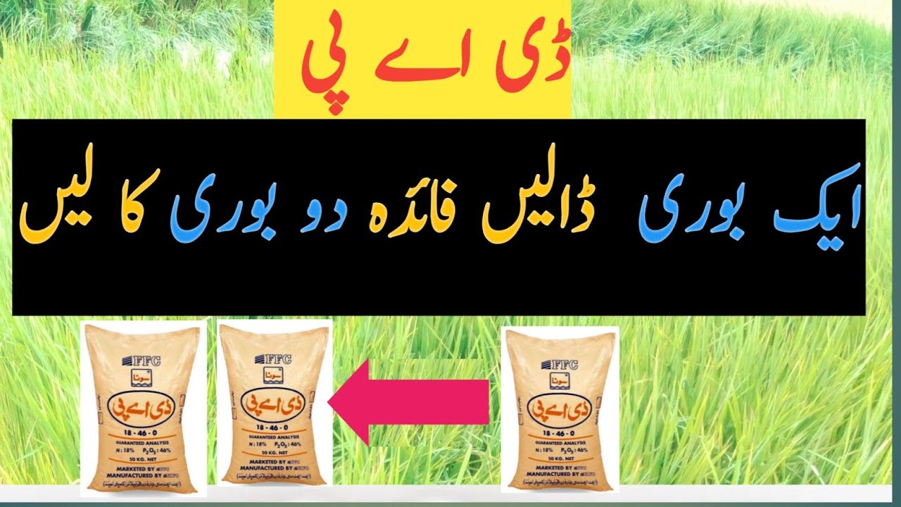 How to increase phosphorus use efficiency? #Agriculture #Phosphorus #Crops #Farming