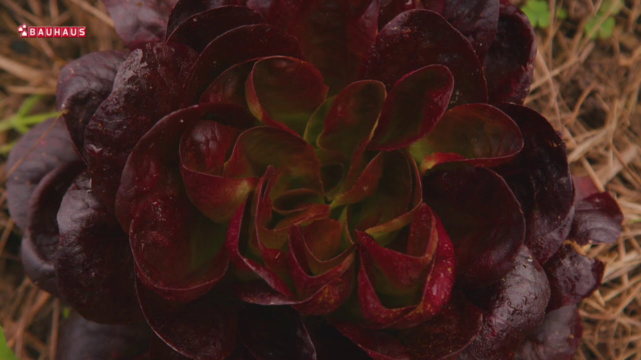 Škola vrtlarstva - envidija, radič, zimska salata