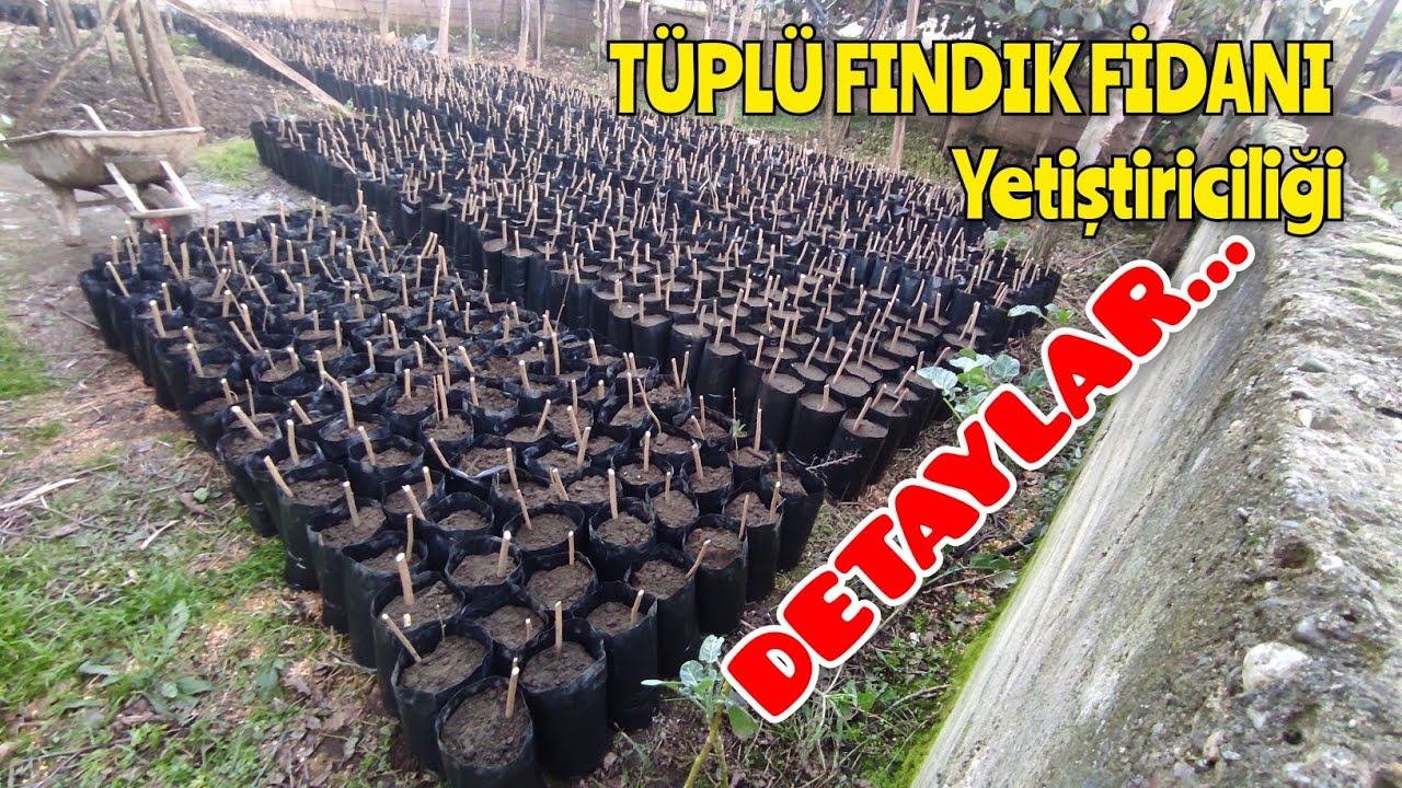 Tüplü FINDIK Fidanı Hazırlama. DETAYLAR.. #reklamdeğildir