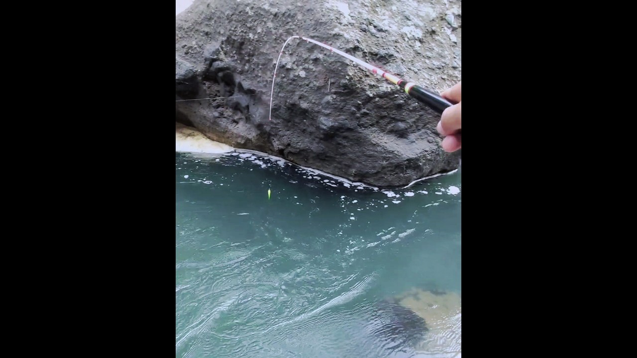 Mancing wader arus deras tarikannya mantap-mantap #mancingwader #joranlentur #mancing #waderan