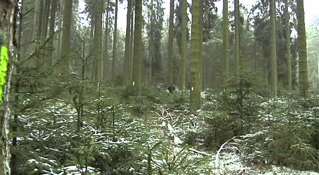 Holzwirtschaft in Büllingen