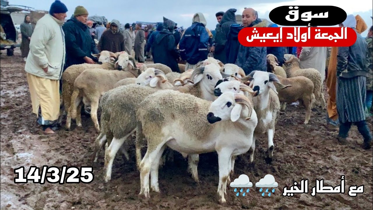 مباشرة من سوق الجمعة أولاد إيعيش إقليم بني ملال 14/3/25 مع تمن 🐑🐑🇲🇦