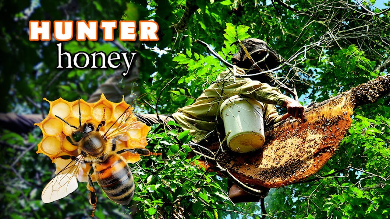 Get a giant beehive on a tall tree
