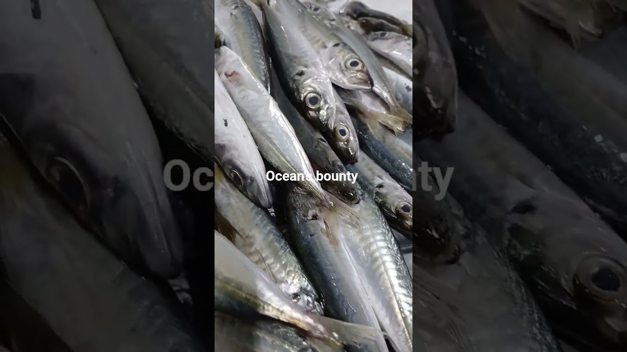 Ocean's bounty #fish #seafoodprep #fishingequipment #shortvideo #fishing #fishinggear #carpfishing