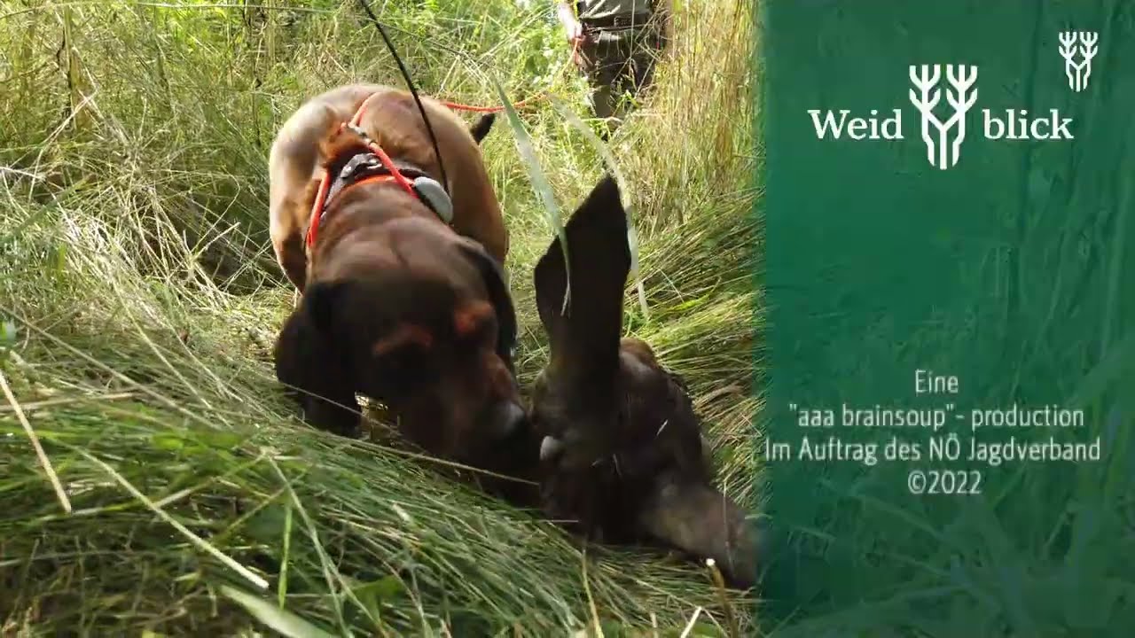 Schwei&szlig;hunde & ihre Einsatzgebiete