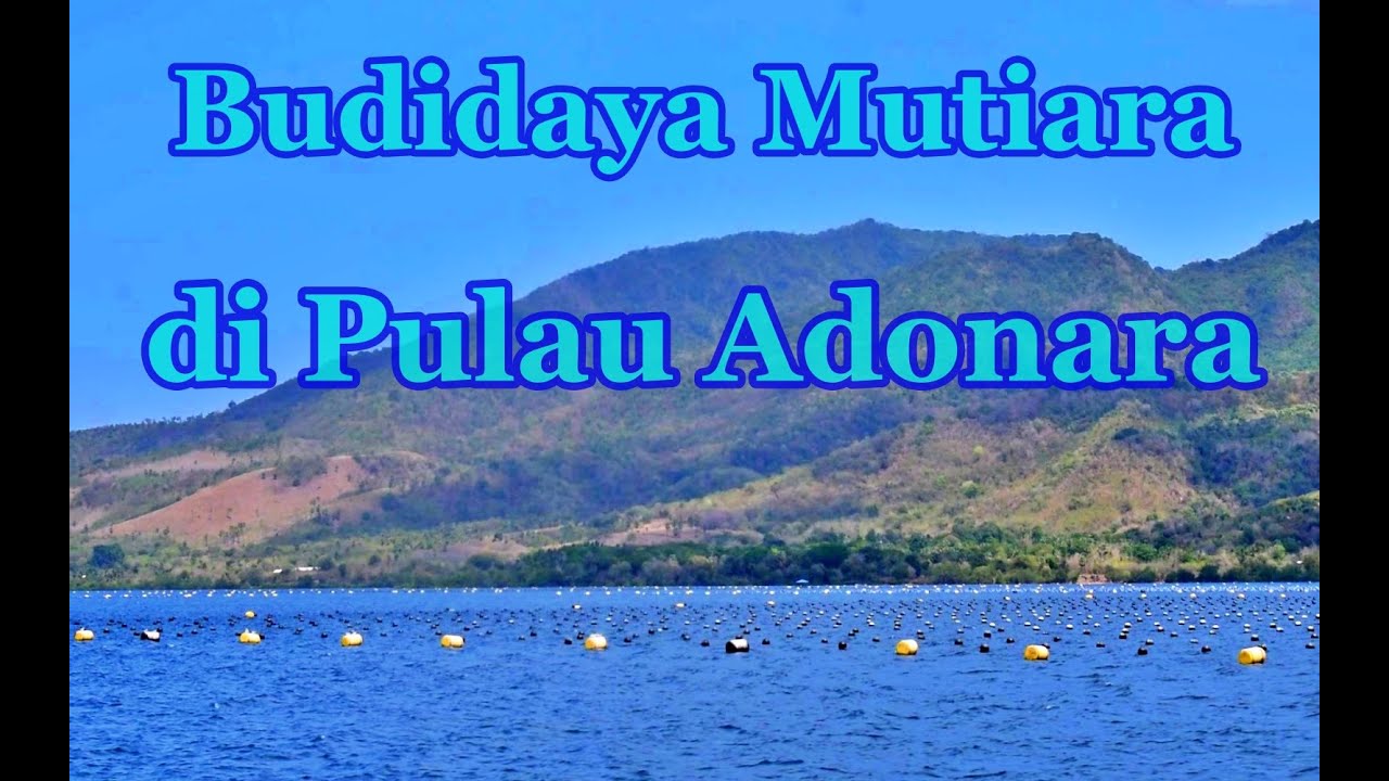 Budidaya Mutiara di Pesisir Pantai Selatan Pulau Adonara,Flores Timur
