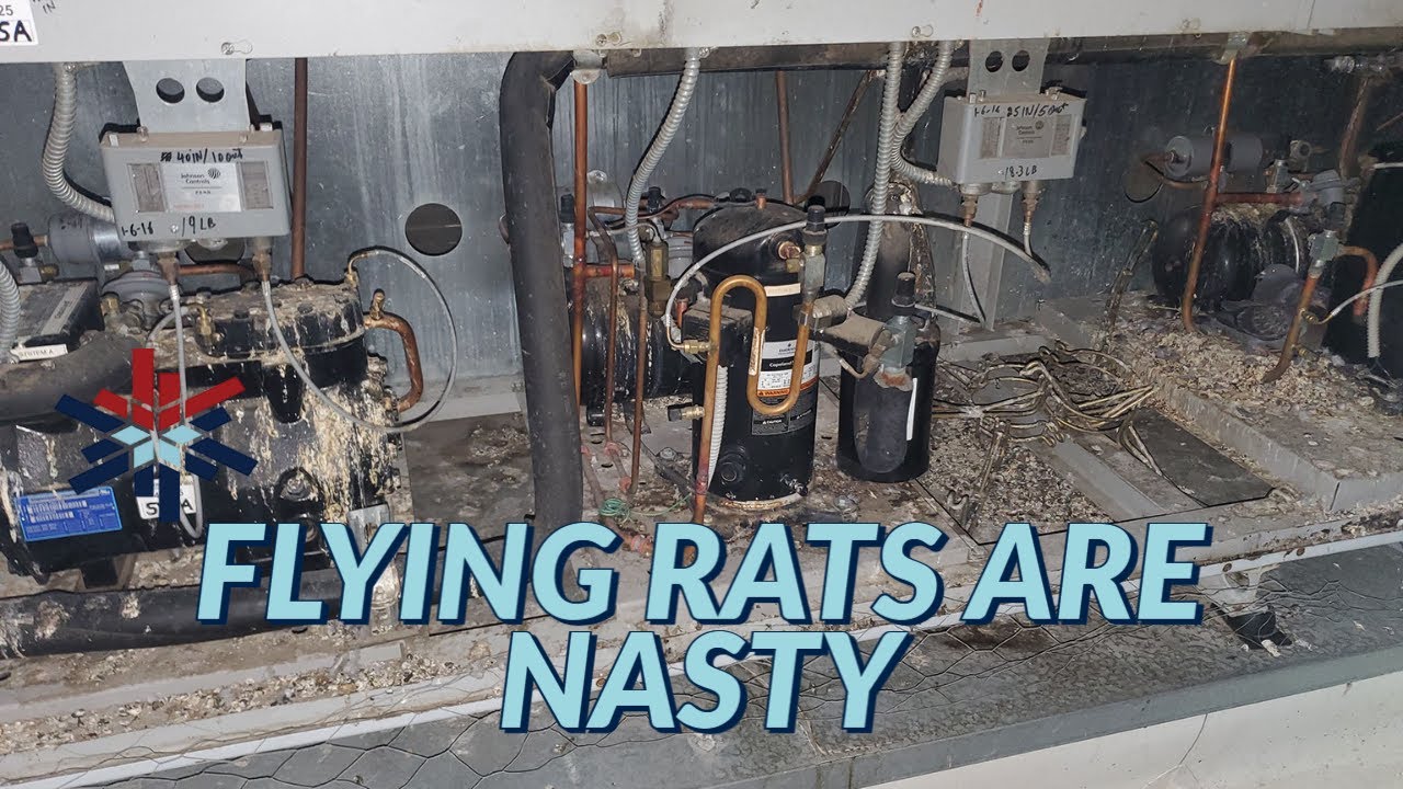 FLYING RATS ARE NASTY