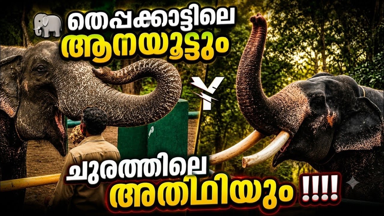 Theppakadu Elephant Camp | Elephant Feeding | Mudumalai | Yaathra യാത്ര यात्रा | #30