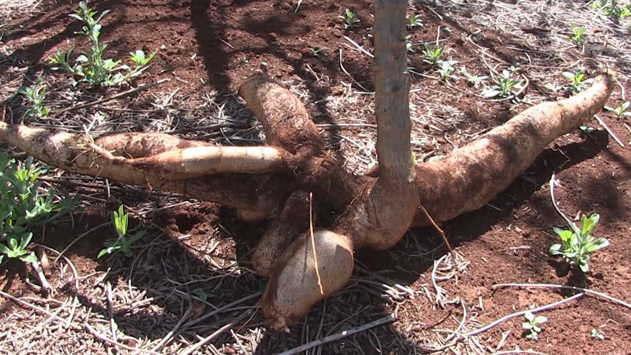 NOVAS VARIEDADES DE MANDIOCA DE MESA SÃO RICAS EM NUTRIENTES