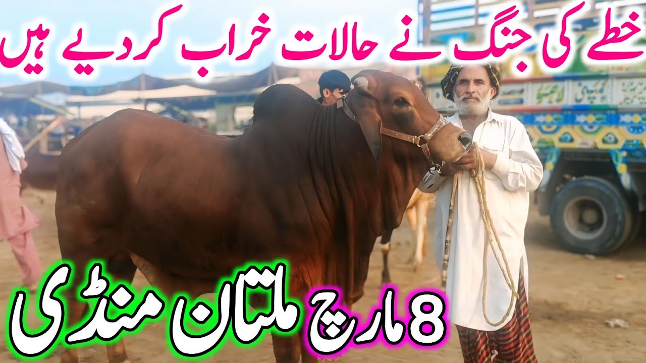 Today Multan Cow Mandi Fresh Latest Update | Cholistani Sahiwal Bachre Brahman Cows | Cow Mandi 2025