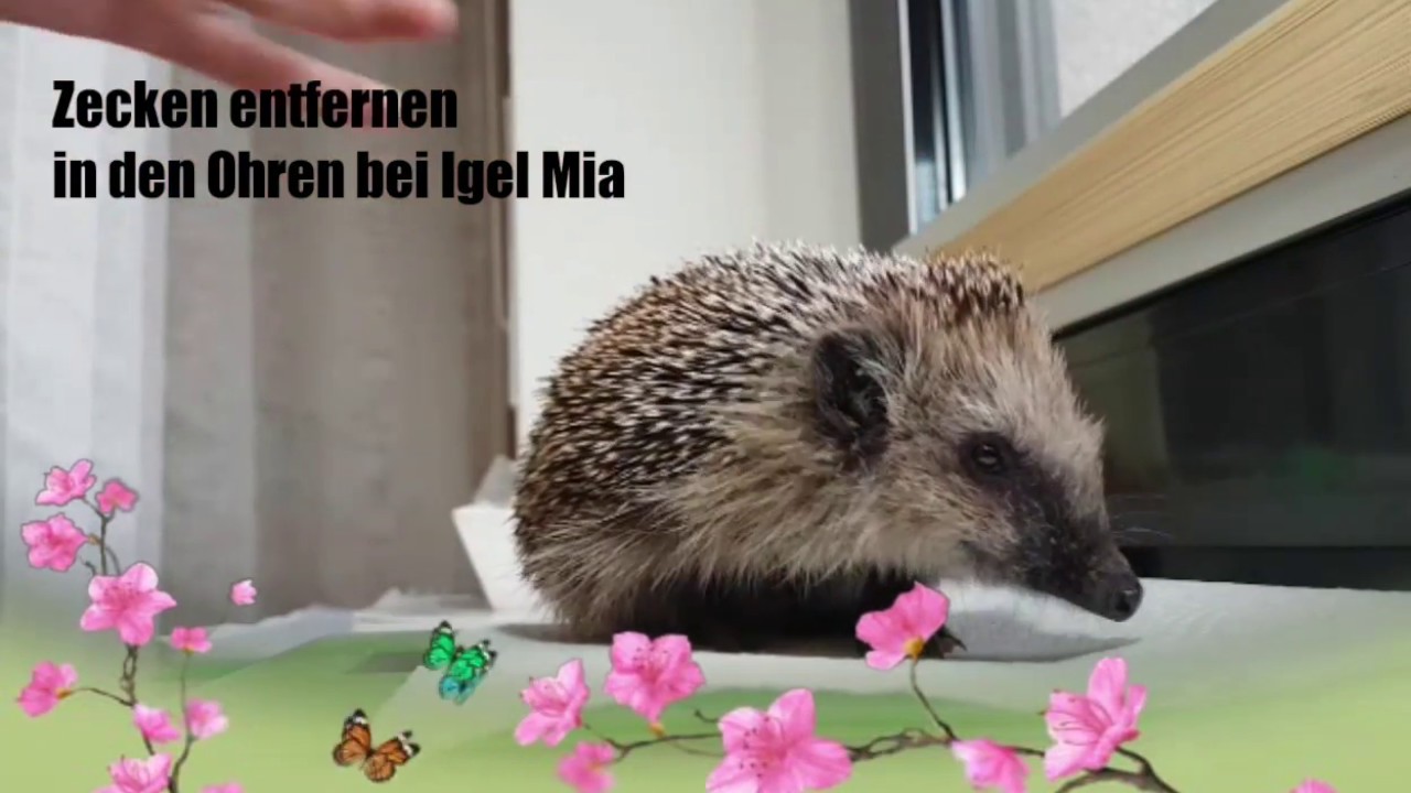 Das Zecken entfernen aus den Ohren bei Igel Mia
