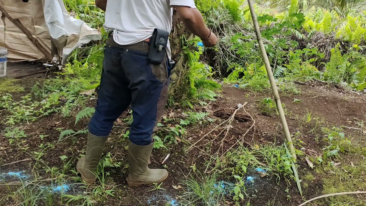 manpaat pupuk CU untuk kelapa sawit yang daun nya menguning