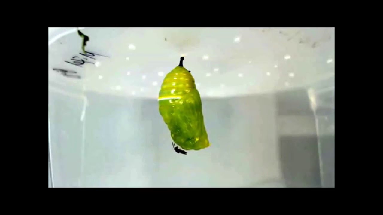 Monarch chrysalis parasitized by  two pupal parasitoids