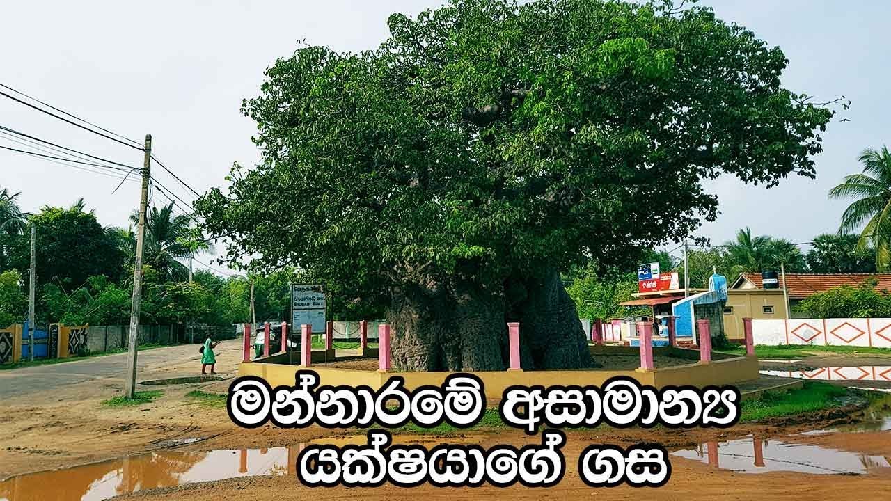 මන්නාරමේ අසාමාන්‍ය යක්ෂයාගේ ගස - Baobab Tree In Mannar - 4K