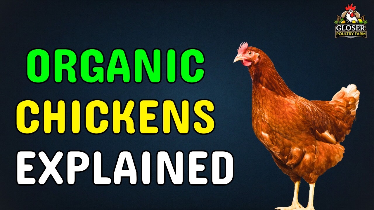 Organic Chicken Farming Explained: Feed, Care, and Growth