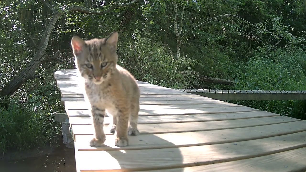 Wild Bobcat Kittens Playing