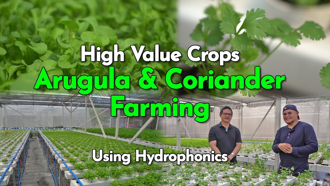 Arugula & Coriander Farming Using Hydrophonics sa Pasig City