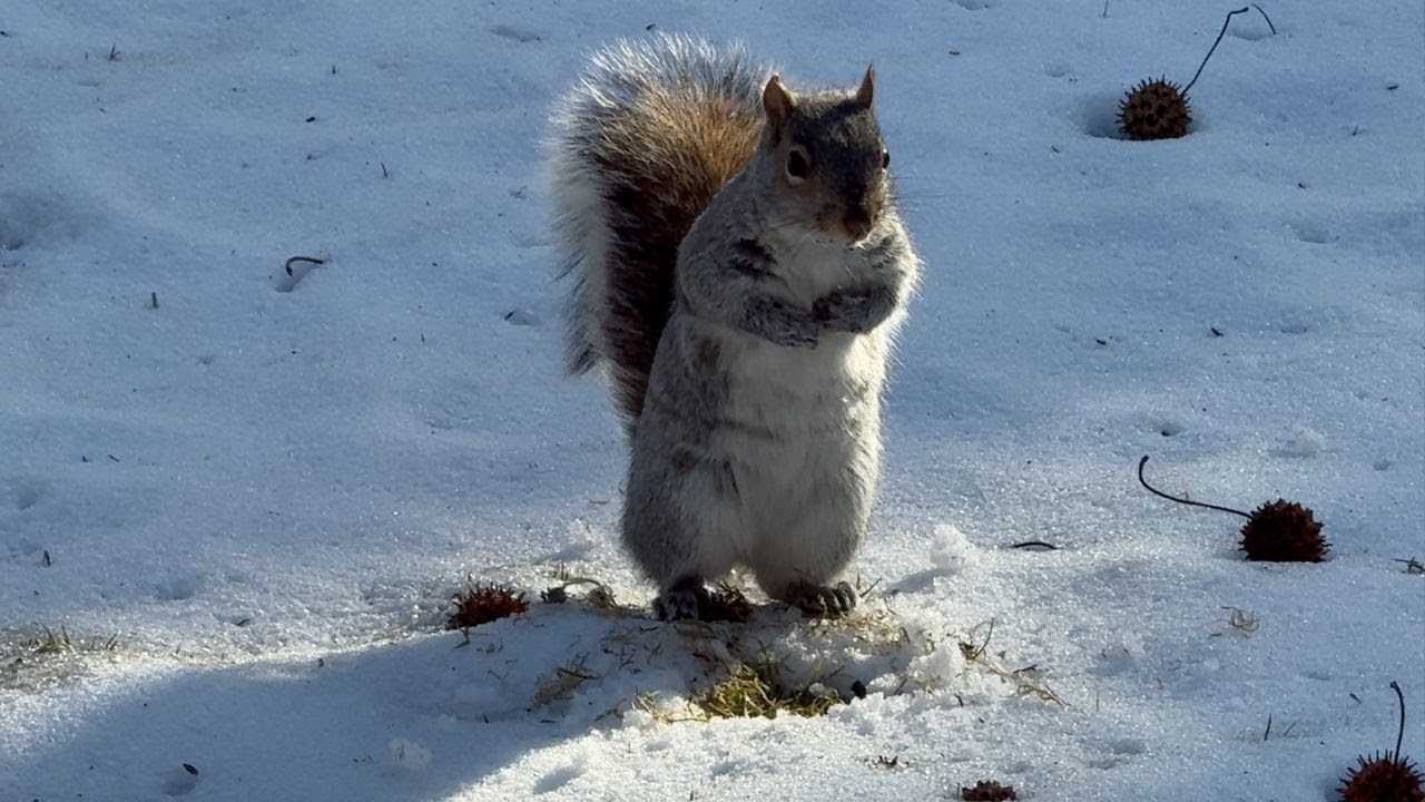 Ep. 11 - life of squirrels
