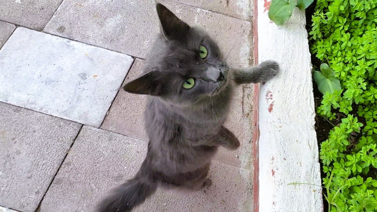 Is This a Purebred Cat? Look at This Smoky Cat’s Eyes