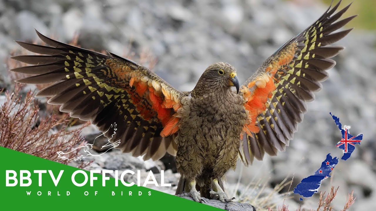 Birds Of New Zealand | Most Beautiful Birds Found in New Zealand You've Never Seen | BBTV Official