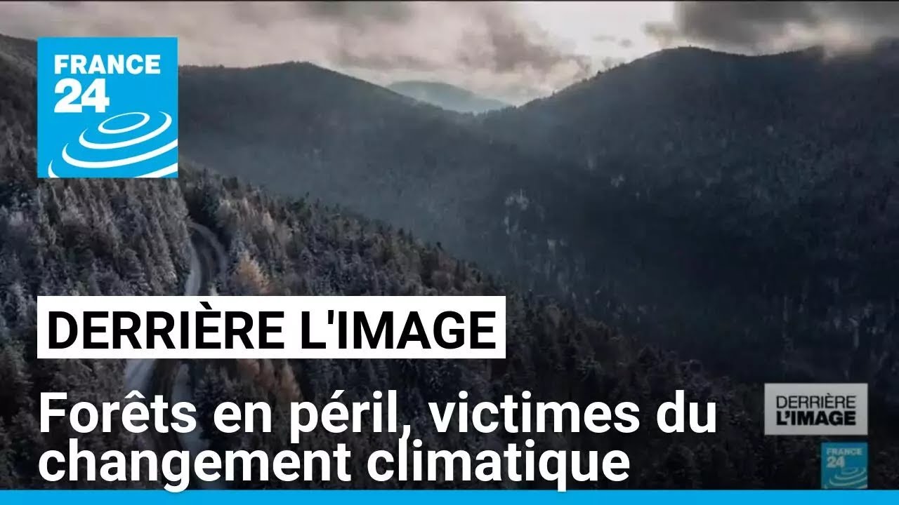 Poumons verts : forêts en péril, victimes du changement climatique • FRANCE 24